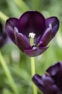 Tulipa 'Queen of the Night' - flower bulb 12/+ - image 3