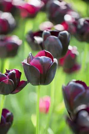 Tulipa 'Queen of the Night' - flower bulb 12/+ - image 2