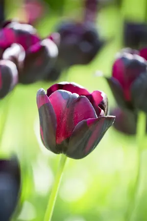 Tulipa 'Queen of the Night' - flower bulb 12/+ - image 3