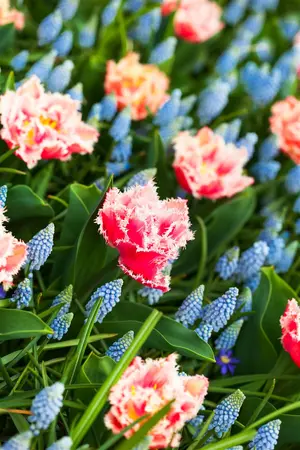 Tulipa 'Queensland' - flower bulb 12/+ - image 1