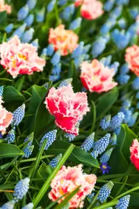 Tulipa 'Queensland' - flower bulb 12/+ - image 1