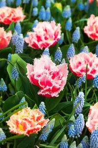Tulipa 'Queensland' - flower bulb 12/+ - image 3