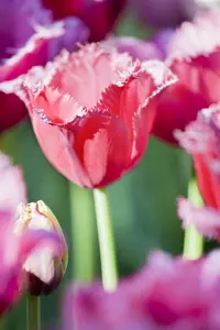 Tulipa 'Queensland' - flower bulb 12/+ - image 4