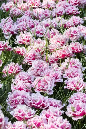 Tulipa 'Queensland' - flower bulb 12/+ - image 5