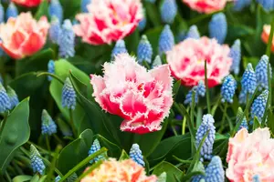 Tulipa 'Queensland' - flower bulb 12/+ - image 2