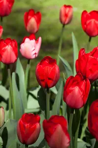 Tulipa 'Red Impression' - flower bulb 12/+ - image 5
