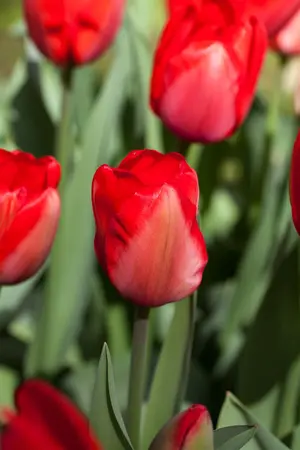 Tulipa 'Red Impression' - flower bulb 12/+ - image 2