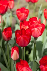 Tulipa 'Red Impression' - flower bulb 12/+ - image 3