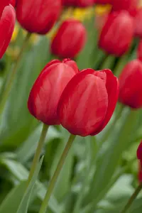 Tulipa 'Red Impression' - flower bulb 12/+ - image 4