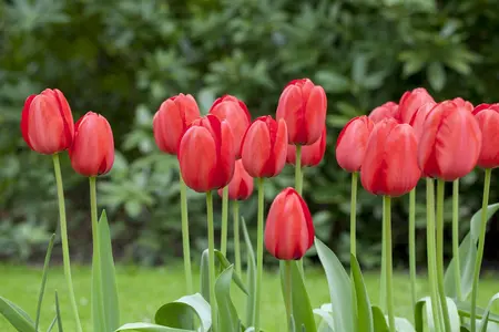 Tulipa 'Red Impression' - flower bulb 12/+ - image 5