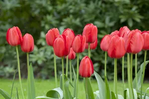 Tulipa 'Red Impression' - flower bulb 12/+ - image 5