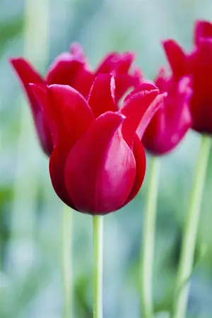 Tulipa 'Red Riding Hood' - flower bulb 12/+