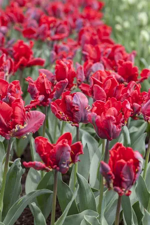 Tulipa 'Rococo' - flower bulb 12/+ - image 3