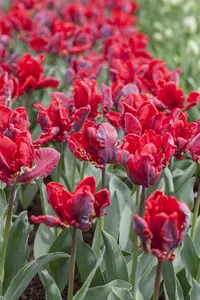 Tulipa 'Rococo' - flower bulb 12/+ - image 3
