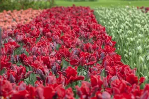 Tulipa 'Rococo' - flower bulb 12/+ - image 1