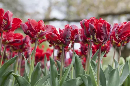 Tulipa 'Rococo' - flower bulb 12/+ - image 2