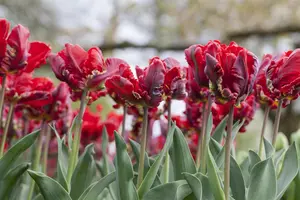 Tulipa 'Rococo' - flower bulb 12/+ - image 2