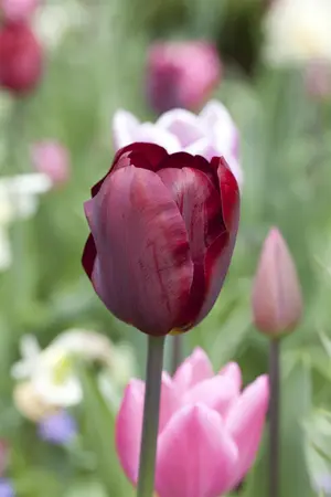 Tulipa 'Ronaldo' - P9 - image 1