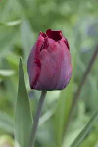 Tulipa 'Ronaldo' - P9 - image 2