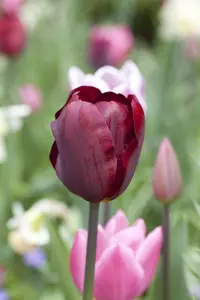 Tulipa 'Ronaldo' - flower bulb 12/+ - image 2