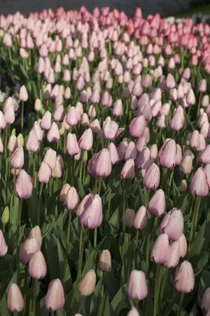 Tulipa 'Salmon Impression' - flower bulb 12/+ - image 5