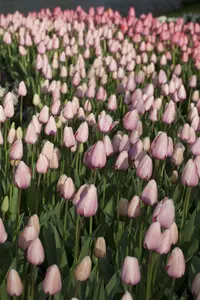 Tulipa 'Salmon Impression' - flower bulb 12/+ - image 5