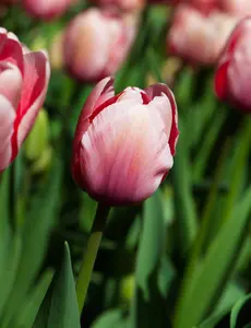 Tulipa 'Salmon Impression' - flower bulb 12/+ - image 5