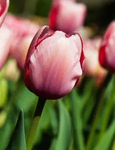 Tulipa 'Salmon Impression' - flower bulb 12/+ - image 2