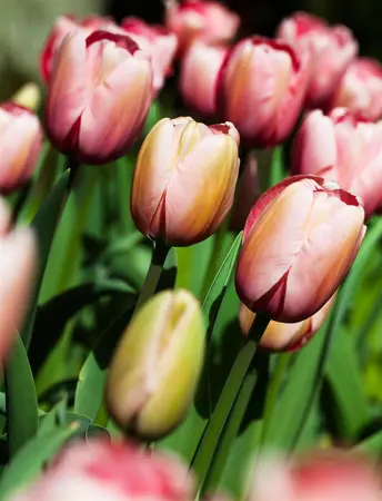 Tulipa 'Salmon Impression' - flower bulb 12/+ - image 3