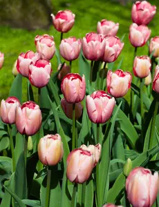 Tulipa 'Salmon Impression' - flower bulb 12/+ - image 4