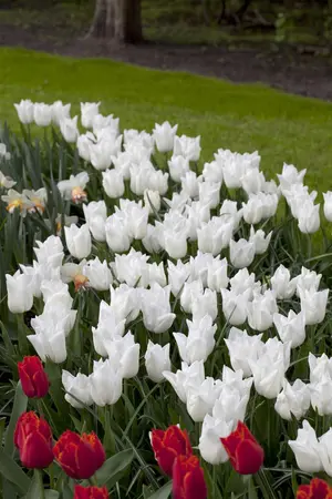 Tulipa 'Sapporo' - flower bulb 12/+