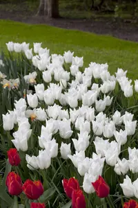 Tulipa 'Sapporo' - flower bulb 12/+