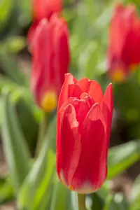 Tulipa 'Scarlet Baby' - flower bulb 12/+ - image 1