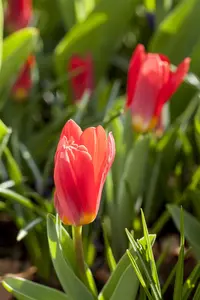 Tulipa 'Scarlet Baby' - flower bulb 12/+ - image 3