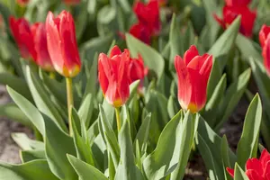 Tulipa 'Scarlet Baby' - flower bulb 12/+ - image 2