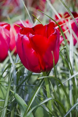 Tulipa 'Seadov' - flower bulb 12/+