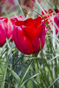 Tulipa 'Seadov' - flower bulb 12/+