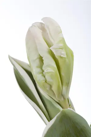 Tulipa 'Silver Parrot' - flower bulb 12/+