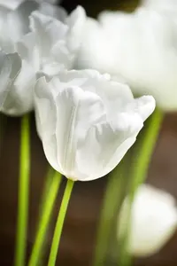 Tulipa 'Snow Lady' - flower bulb 12/+ - image 2