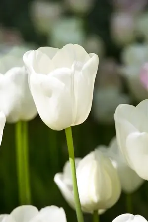 Tulipa 'Snow Lady' - flower bulb 12/+ - image 2