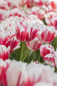 Tulipa 'Sorbet' - flower bulb 12/+ - image 5