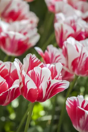 Tulipa 'Sorbet' - flower bulb 12/+ - image 2