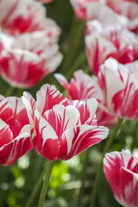 Tulipa 'Sorbet' - flower bulb 12/+ - image 2
