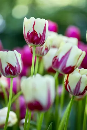Tulipa 'Sorbet' - flower bulb 12/+ - image 3