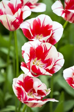 Tulipa 'Sorbet' - flower bulb 12/+ - image 5