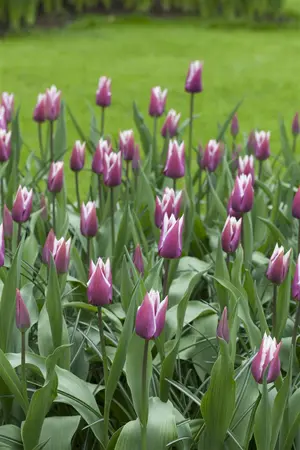 Tulipa 'Spitsbergen' - flower bulb 12/+