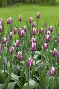 Tulipa 'Spitsbergen' - flower bulb 12/+