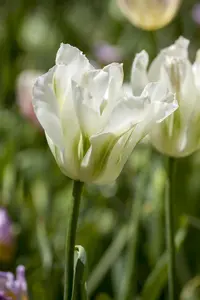Tulipa 'Spring Green' - flower bulb 12/+ - image 1