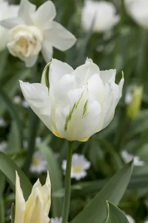 Tulipa 'Spring Green' - flower bulb 12/+ - image 2