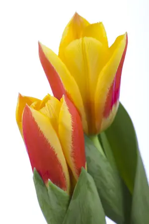 Tulipa 'Stresa' - flower bulb 12/+ - image 2